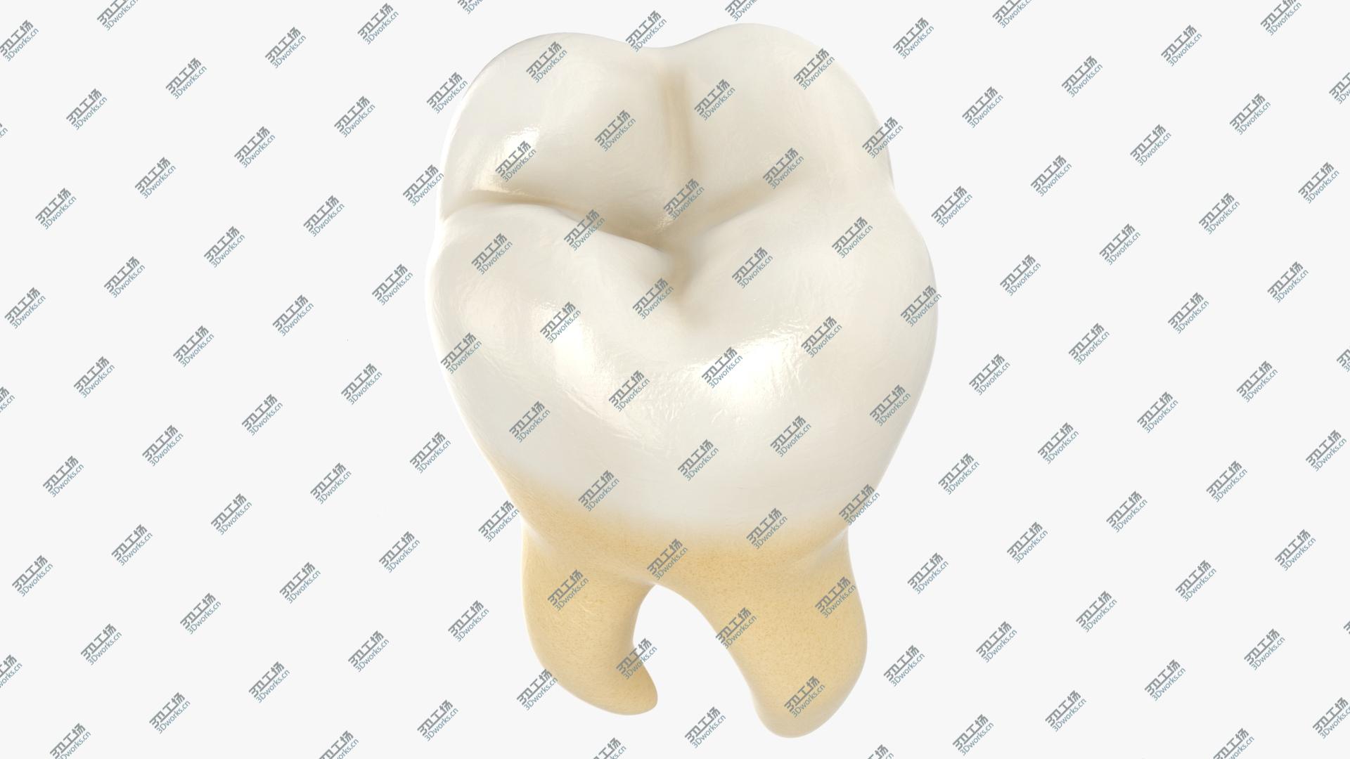 images/goods_img/202105073/Teeth Collection model/5.jpg